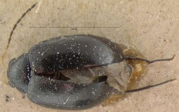 Media type: image; Entomology 18458   Aspect: habitus dorsal view